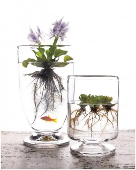 Clear-Container-Water-Garden