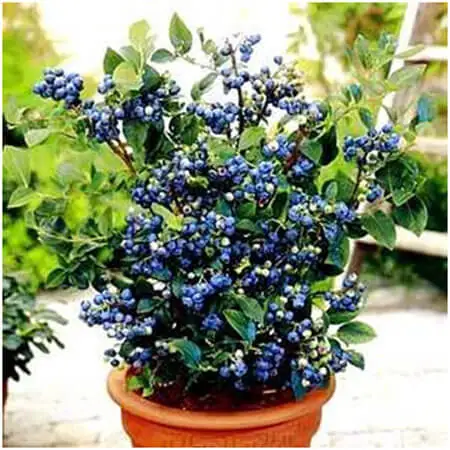 Image Credit: http://gardenofeaden.blogspot.com/2012/04/how-to-grow-blueberries.html