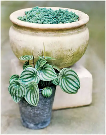 Image Credit: http://www.countryliving.com/gardening/garden-ideas/advice/g211/architectural-plants-0705/