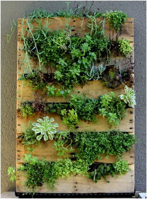 Create-a-Vertical-Garden-Using-an-Old-Pallet