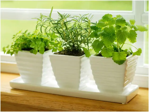 How to Grow a Herb Garden in Pots
