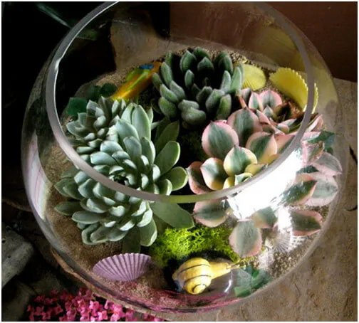 Fishbowl-Succulents