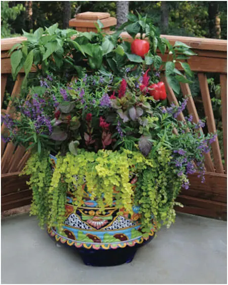 Image Credit: https://bonnieplants.com/library/easy-container-combos-vegetables-and-flowers/