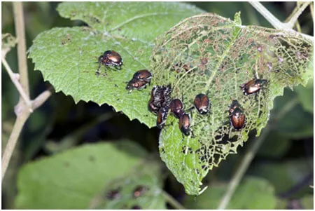 How-to-Deal-with-Garden-Pests