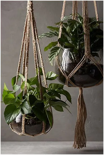 Not-Enough-Space-Hang-Your-Plants