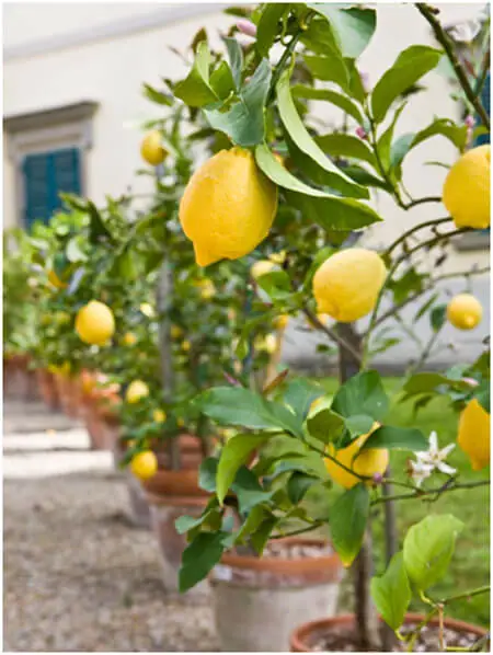 Plant-Citrus-in-Pots