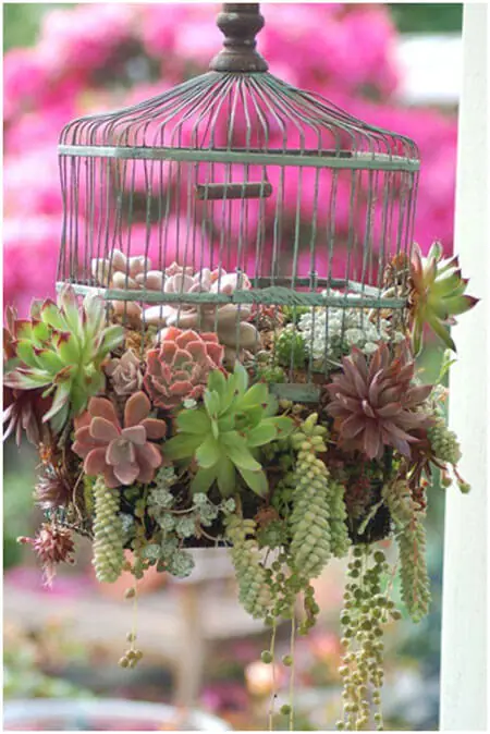 Image Credit: http://www.craftberrybush.com/2014/05/how-to-plant-succulents-in-a-birdcage.html
