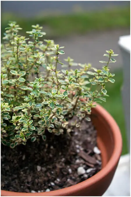 Image Credit: http://www.apartmenttherapy.com/top-10-best-easiest-herbs-to-grow-in-your-garden-and-how-to-use-them-147026