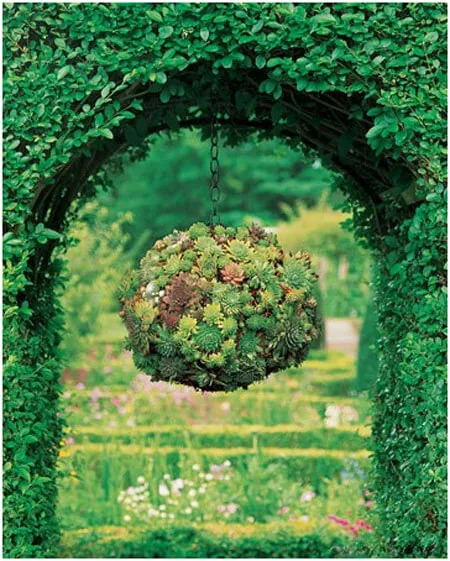 The-Hanging-Ball-of-Lush-Succulents