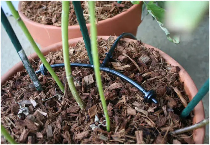 Use-Drip-Irrigation-for-Stress-Free-Watering