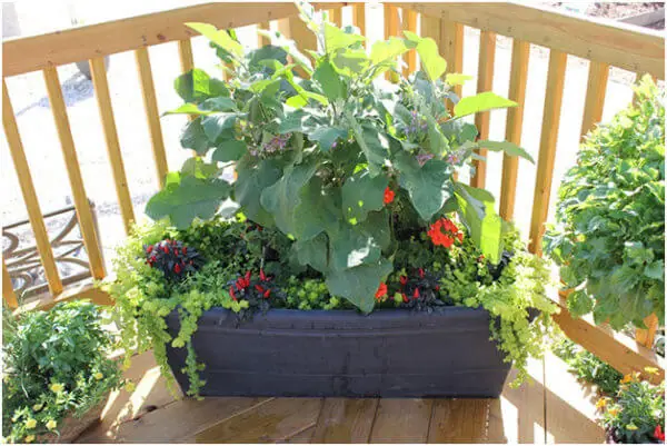 Vegetable-Container-Garden
