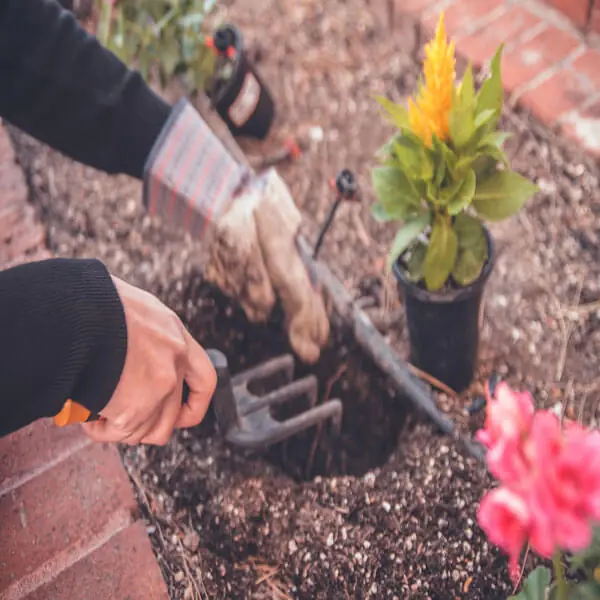 Gardening as a Stress Reliever