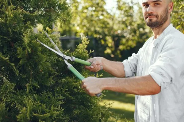 The Basics of Pruning