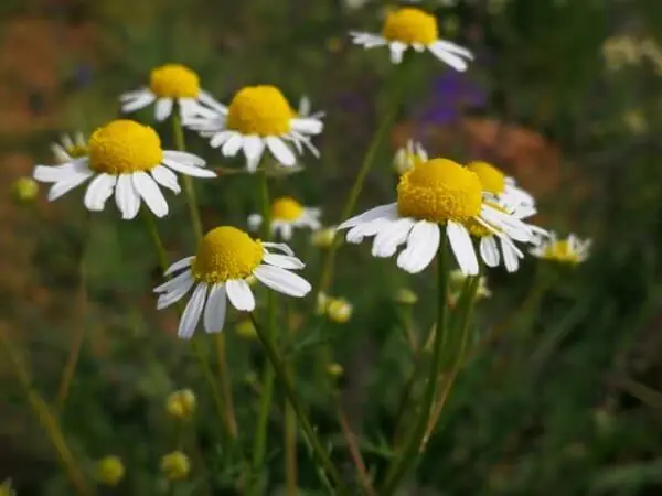 Chamomile