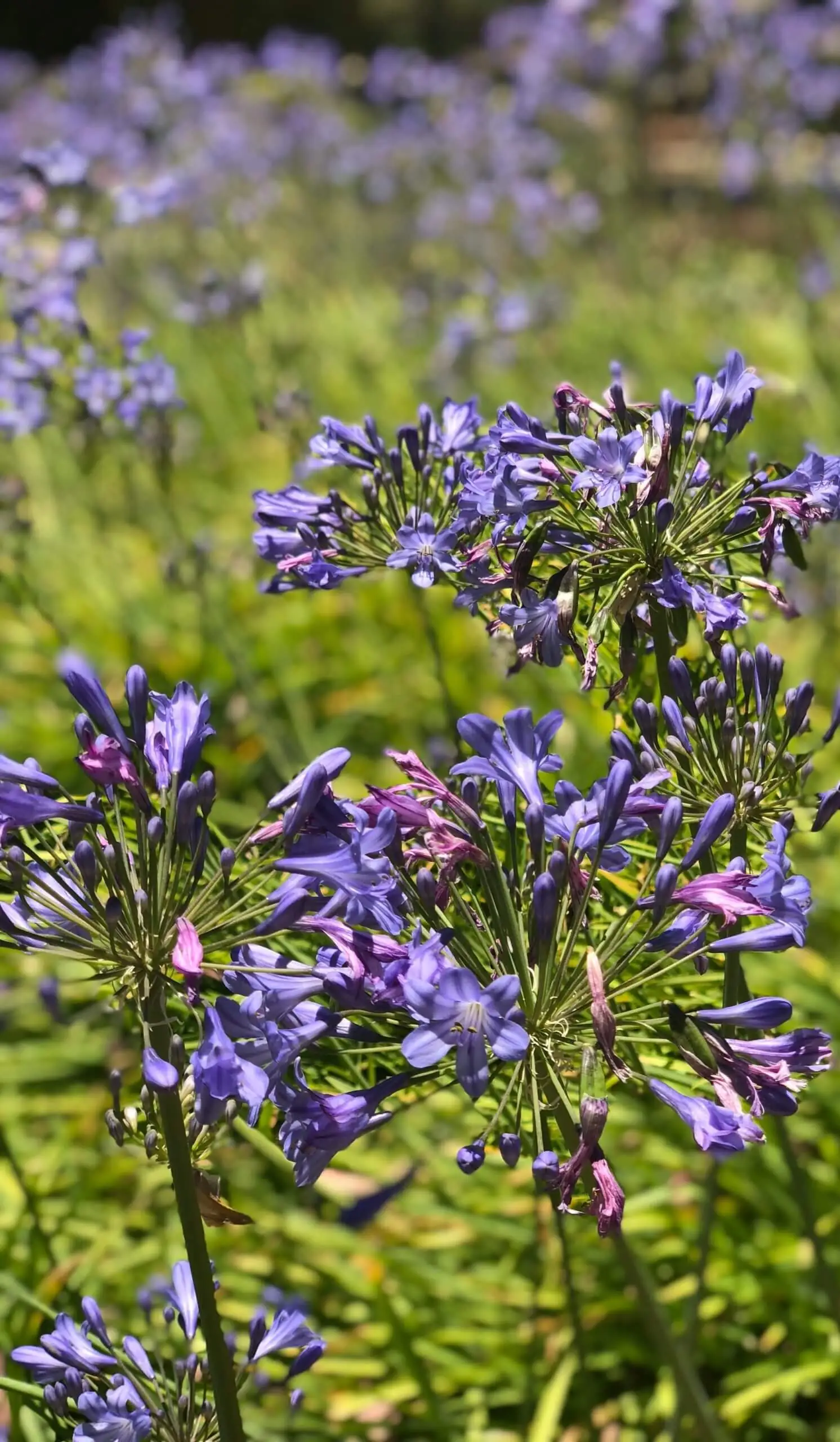 What Flowering Plants Thrive in Summer?