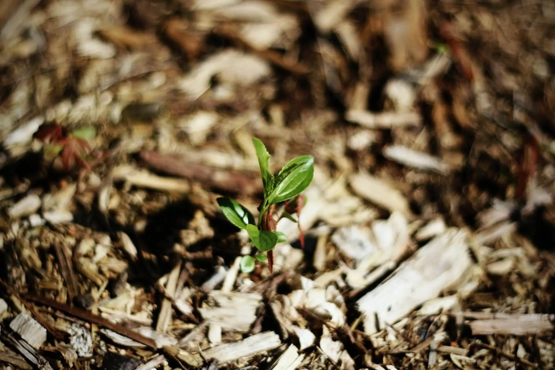 What is Mulching and Why Should You Do It?