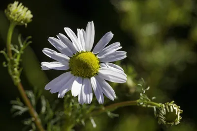 Lawn Chamomile as an alternative to grass