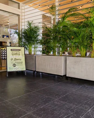 Concrete Planters in Hotels