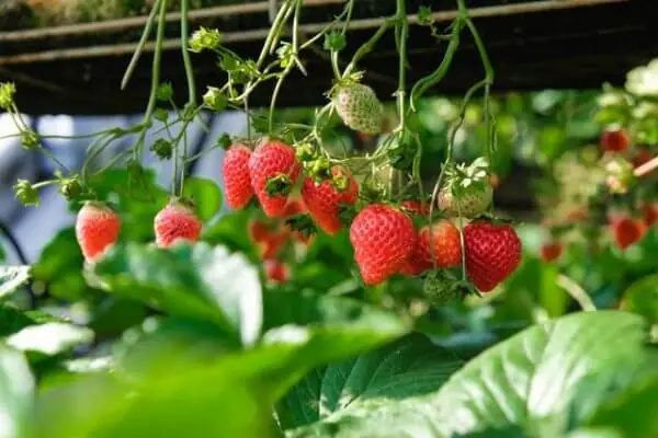 Hanging Garden Strawberries