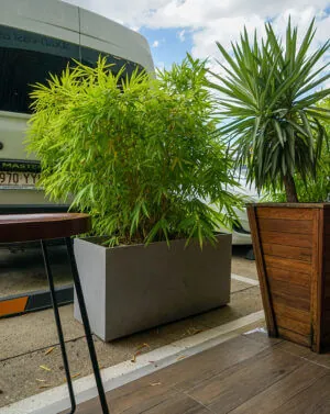 Concrete Trough Planters and Bamboos at Oh,Boy, Bokchoy